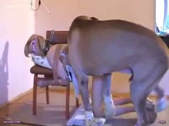 An innocent blonde college student cries as a large dog fucks her.